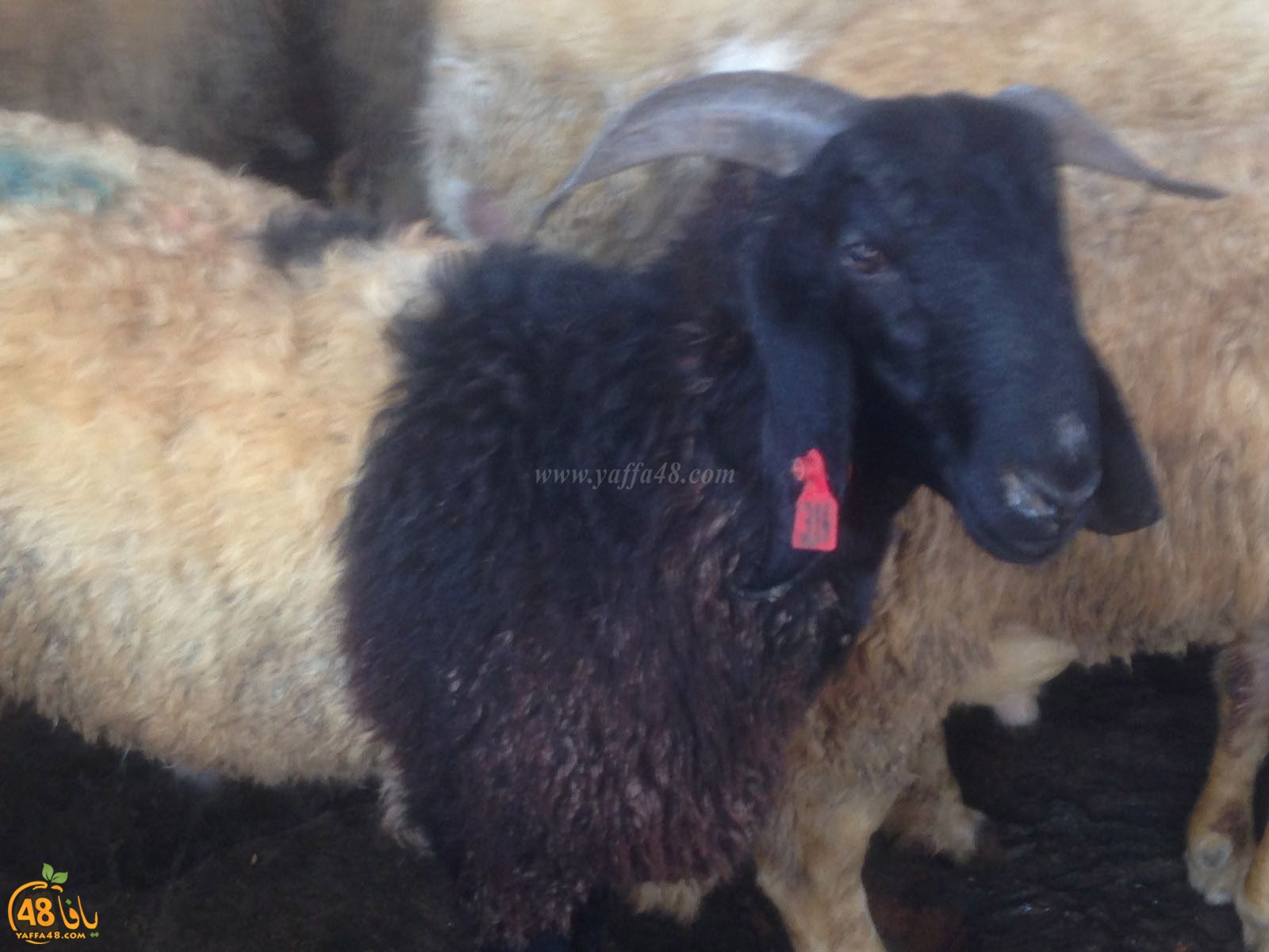 dab7 ada7y wu3ed (35).jpg